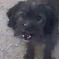 سگ گم شد|حیوانات|کرمانشاه, |دیوار