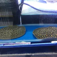 ماهی تزئینی پیکاسو توحید