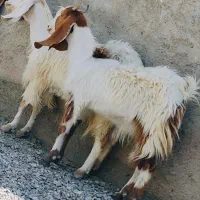 دوتا بز مری جوان چاق چله برا قربانی