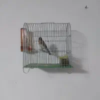 سهره  جوجه قفس|پرنده|کرمانشاه, |دیوار