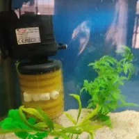 اکواریوم شیشه خم