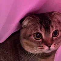 گربه بانمک عقیم شده|گربه|تبریز, |دیوار