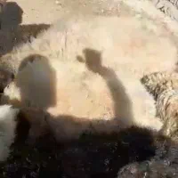 فروش گوسفند