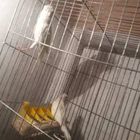 پرنده قناری فنچ سهره|پرنده|تهران, نازیآباد|دیوار