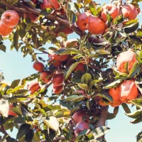 حرس درختان میوه