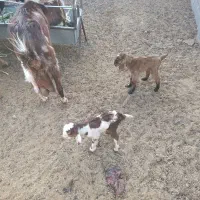 بز پاکستانی جوان جنس عالی تازه زاییده دو قلو|حیوانات مزرعه|شریف‌آباد, |دیوار