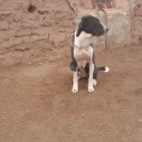 سگ ماده|سگ|میان جلگه, |دیوار