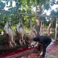 دامداریتهرانگوسفندواکسن بهداشتی باقصاب|حیوانات مزرعه|تهران, کیانشهر|دیوار