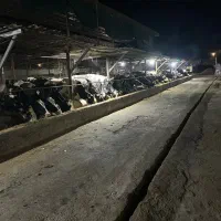 کارگر گاوداری