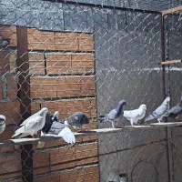 کبوتر پرشی|پرنده|سورک, |دیوار