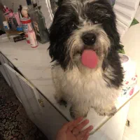 شتیزو|سگ|سیرجان, |دیوار