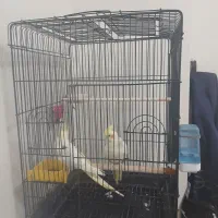 یه جفت عروس هلندی