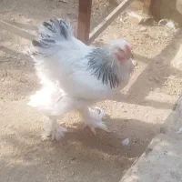 تخم مرغ نطفه دار برهما لایت