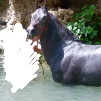 نریمان سه سال