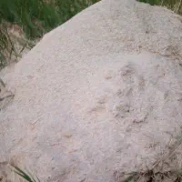 فروش کاه گندم آبی