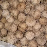 گردوی کاغذی