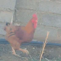 پنج عدد خروش دورگ چاق و بزرگ