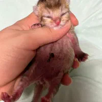 گربه بلک گلد آماده رزرو