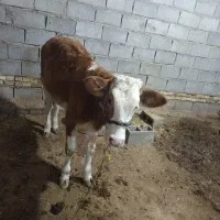 گوساله المانی درسوسنگرد|حیوانات مزرعه|اهواز, مجاهد|دیوار