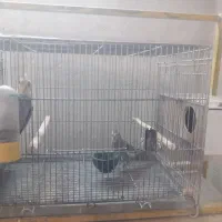 عروس هلندی|پرنده|اصفهان, ارداجی|دیوار