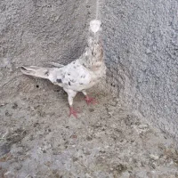 سرور.گوره ای سینه سفید.جوجه دورگ