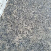 کود گوسفندی