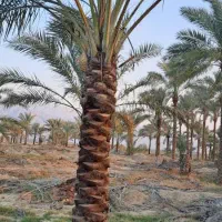 انواع نخل وپاجوش