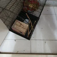 قفس با وسایل