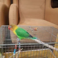 طوطی کوتوله برزیلی نربالغ