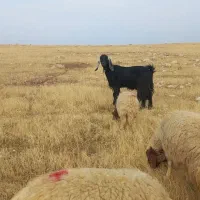 بزداشی درشت هیکل سه مه آبستن|حیوانات مزرعه|سرپل ذهاب, |دیوار