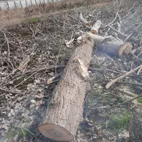 خریدار چوب درخت تبریزی|خدمات باغبانی و درختکاری|تنکابن, |دیوار