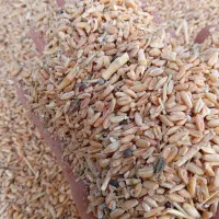 گندم علوفه ای درجه یک