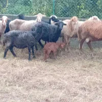 فروش گوسفند|حیوانات مزرعه|خرمآباد (تنکابن), |دیوار