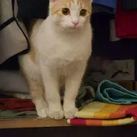 واگذاری گربه +کمک هزینه