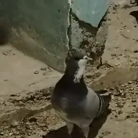 کبوتر دمگیر