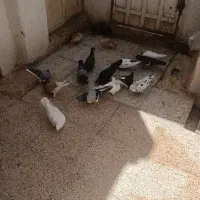کفتر نر و ماده قاطی|پرنده|شیراز, دشت چنار|دیوار