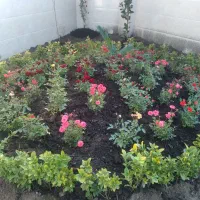 باغبانی و هرس باغ و باغچه