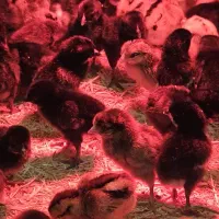 جوجه عربی|حیوانات مزرعه|آبادان, |دیوار