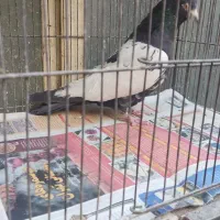 کبوتر پرشی کاشان.