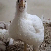 مرغ زنده گوشتی|حیوانات مزرعه|چهارباغ, |دیوار