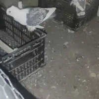 کبوتر بلژیکی اصل و نژاد دار