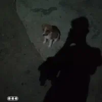 دوعدد توله سگ پاکوتاه ماده