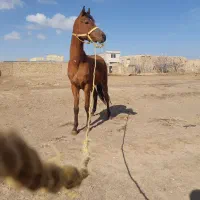 نریان|اسب و تجهیزات اسب‌سواری|دشتابی, |دیوار