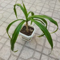 گل ذرتی