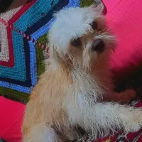 سگ پا کوتا مفت