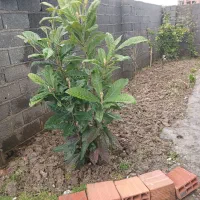 خانه|اجارهٔ کوتاه‌مدت ویلا و باغ|نور, |دیوار