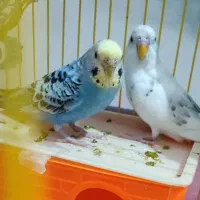 مرغ عشق نروماده