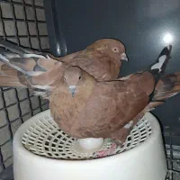 جفت کله ای ایذه