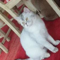 گربه بیریتیش