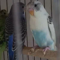 ۵ تا مرغ عشق